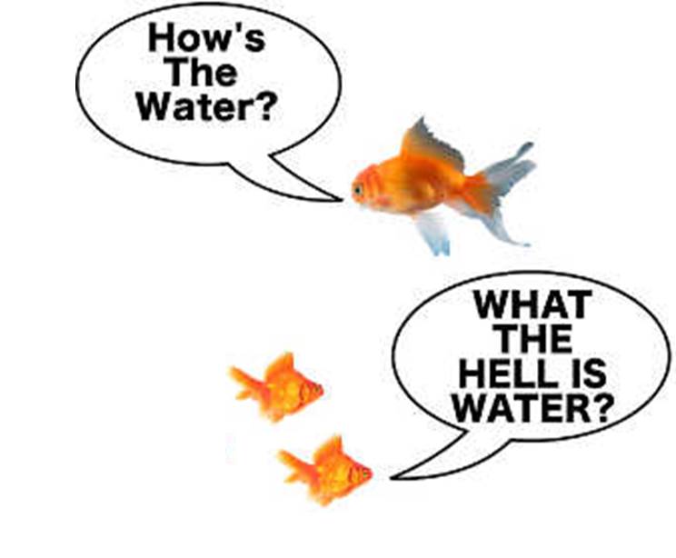 Big goldfish says, "How's the water." Two little goldfish say, "What the hell is water?"